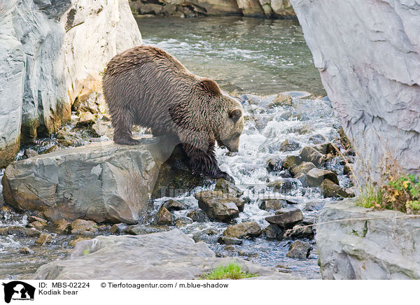 Kodiak bear / MBS-02224