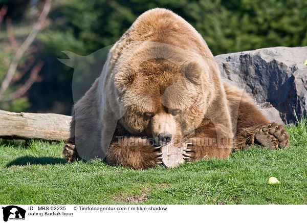 eating Kodiak bear / MBS-02235