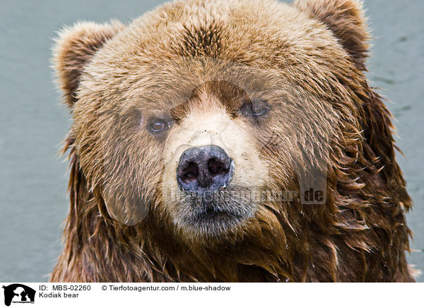 Kodiak bear / MBS-02260
