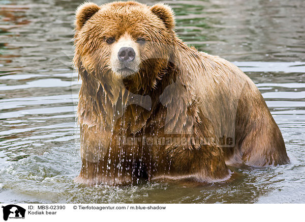 Kodiak bear / MBS-02390
