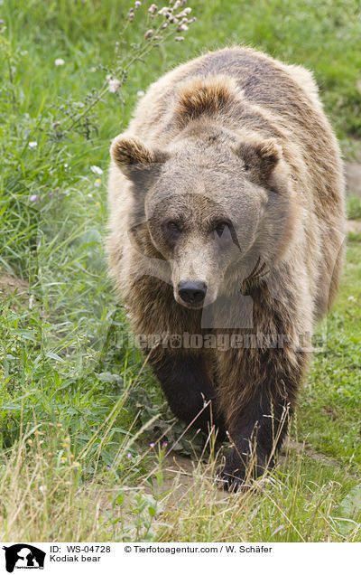 Kodiak bear / WS-04728
