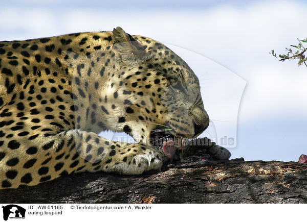 fressender Leopard / eating leopard / AW-01165
