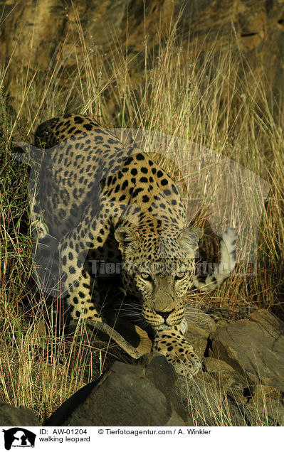 laufender Leopard / walking leopard / AW-01204