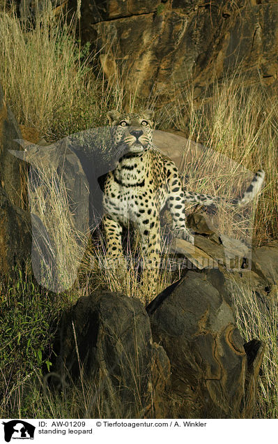 stehender Leopard / standing leopard / AW-01209