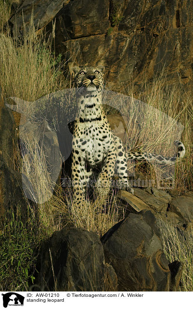 stehender Leopard / standing leopard / AW-01210