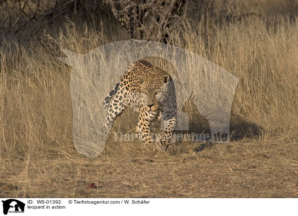 leopard in action / WS-01392