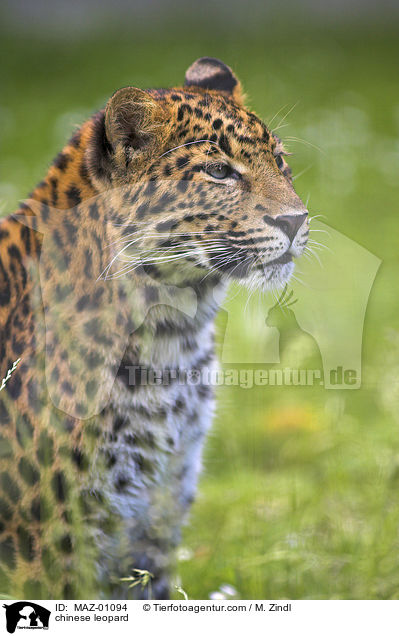 chinese leopard / MAZ-01094