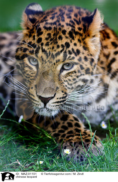 Chinesischer Leopard / chinese leopard / MAZ-01101