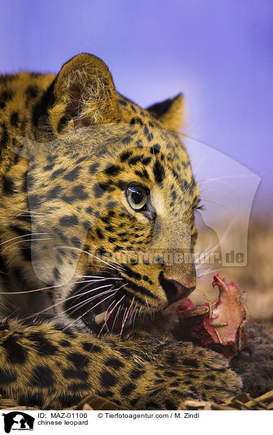 Chinesischer Leopard / chinese leopard / MAZ-01106