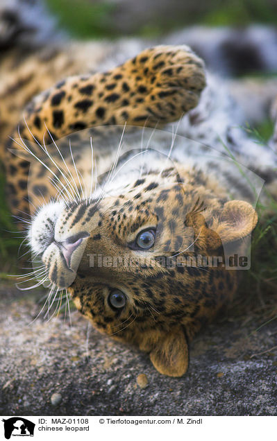 Chinesischer Leopard / chinese leopard / MAZ-01108