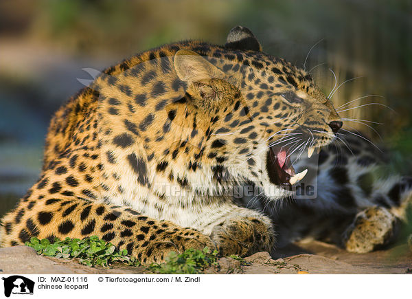 chinese leopard / MAZ-01116