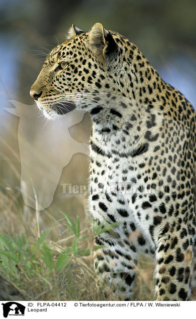 Leopard / Leopard / FLPA-04412