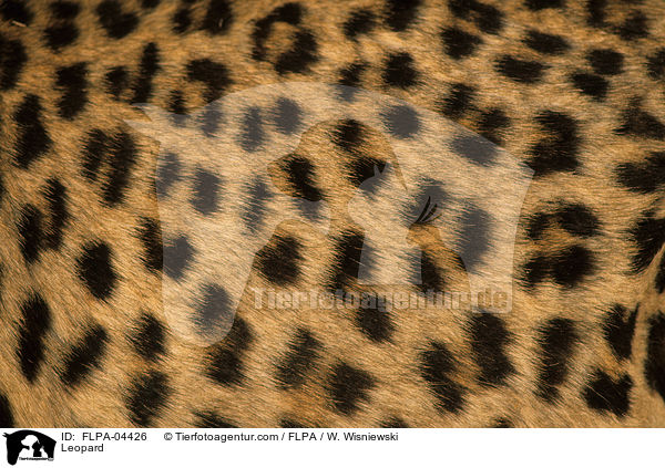 Leopard / Leopard / FLPA-04426