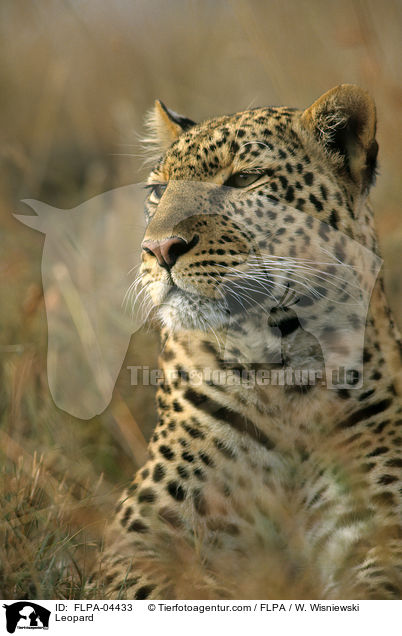 Leopard / Leopard / FLPA-04433