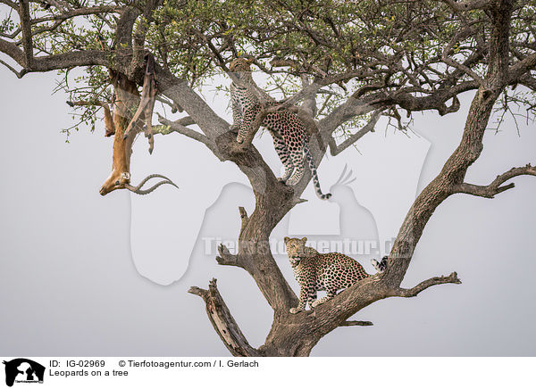 Leoparden auf einem Baum / Leopards on a tree / IG-02969