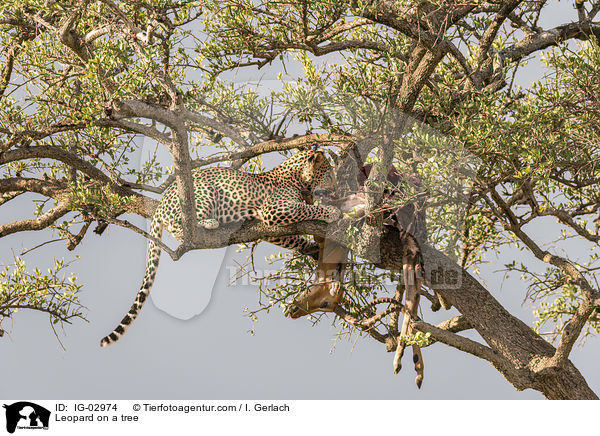 Leopard auf einem Baum / Leopard on a tree / IG-02974