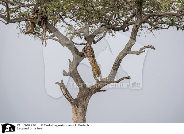 Leopard auf einem Baum / Leopard on a tree / IG-02976