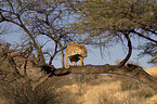 leopard on a tree