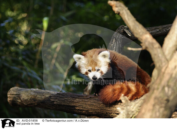 red panda in tree / AVD-01858