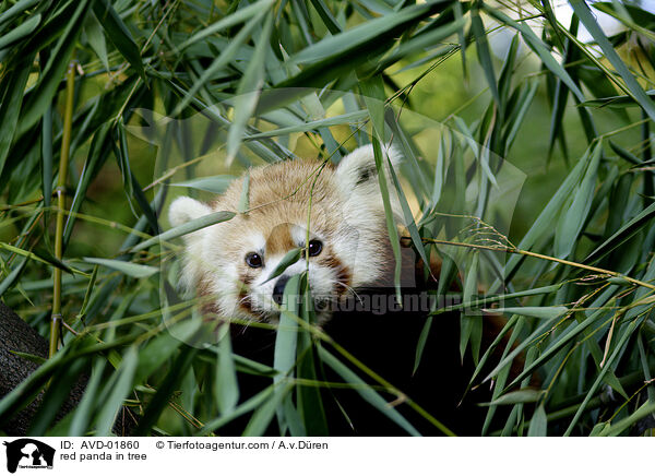 red panda in tree / AVD-01860