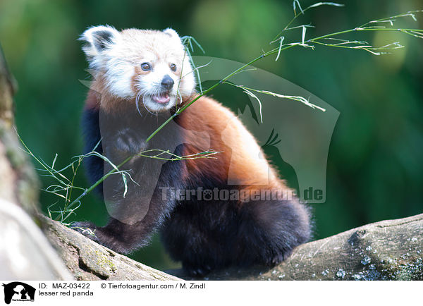 lesser red panda / MAZ-03422