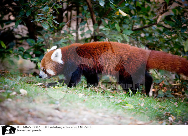 lesser red panda / MAZ-05607