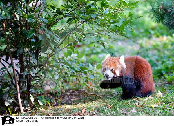 lesser red panda / MAZ-05608