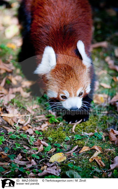 lesser red panda / MAZ-05609