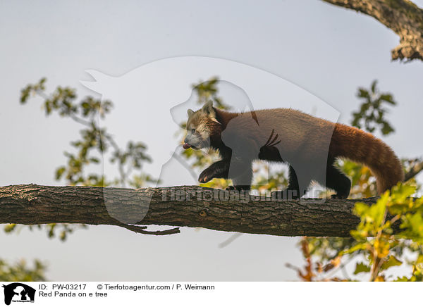 Red Panda on e tree / PW-03217