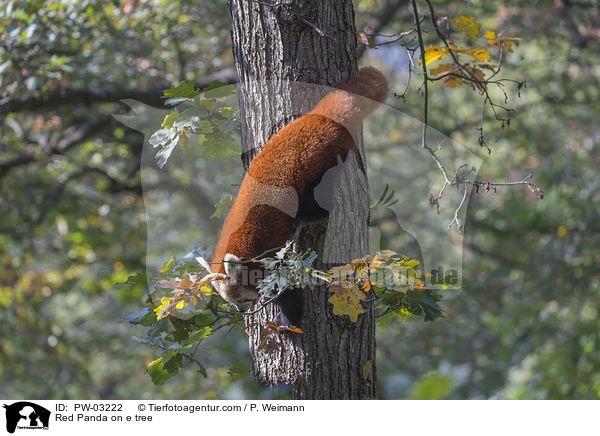 Red Panda on e tree / PW-03222