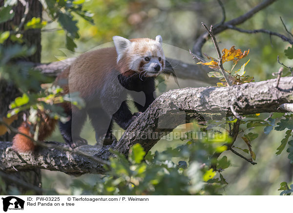 Red Panda on e tree / PW-03225