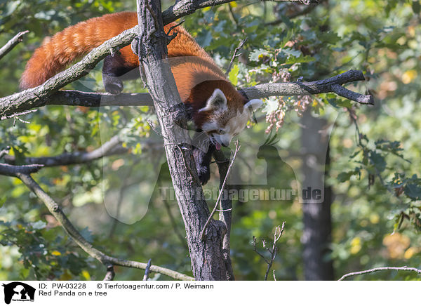 Red Panda on e tree / PW-03228
