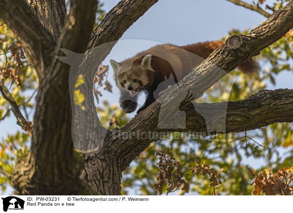 Red Panda on e tree / PW-03231