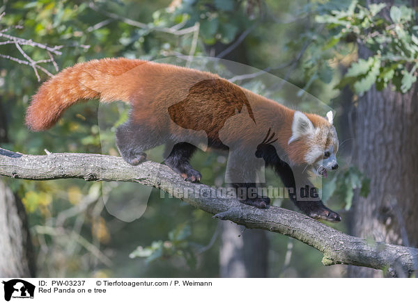 Red Panda on e tree / PW-03237