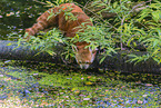 Lesser Panda