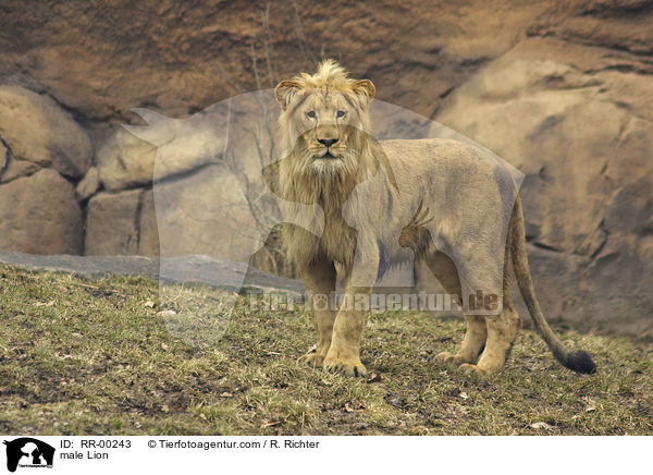 male Lion / RR-00243