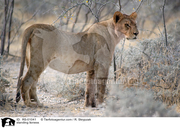 standing lioness / RS-01041