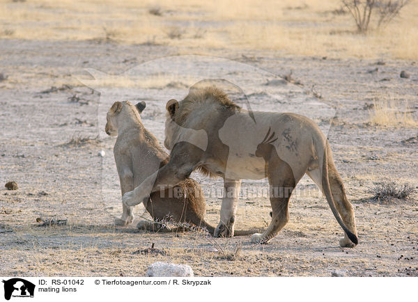 mating lions / RS-01042
