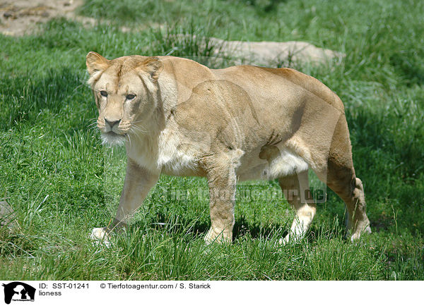 lioness / SST-01241
