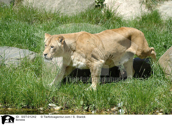 lioness / SST-01242