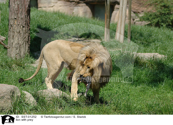 lion with prey / SST-01252