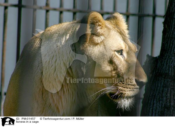 lioness in a cage / PM-01457