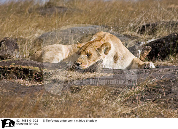 sleeping lioness / MBS-01002