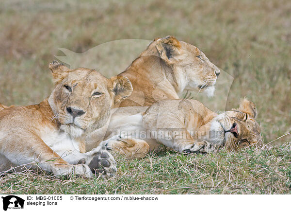 sleeping lions / MBS-01005