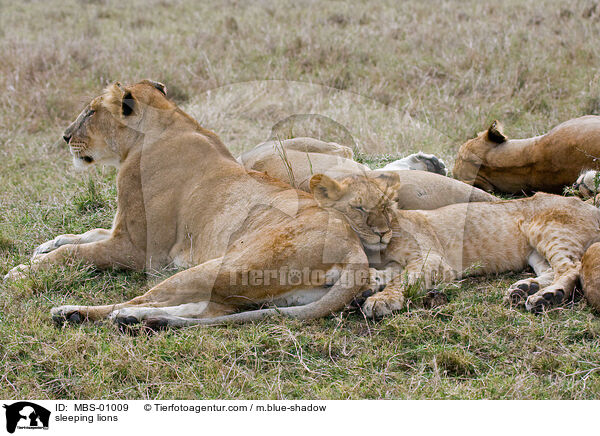 sleeping lions / MBS-01009