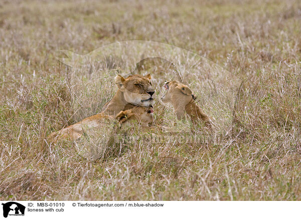 lioness with cub / MBS-01010