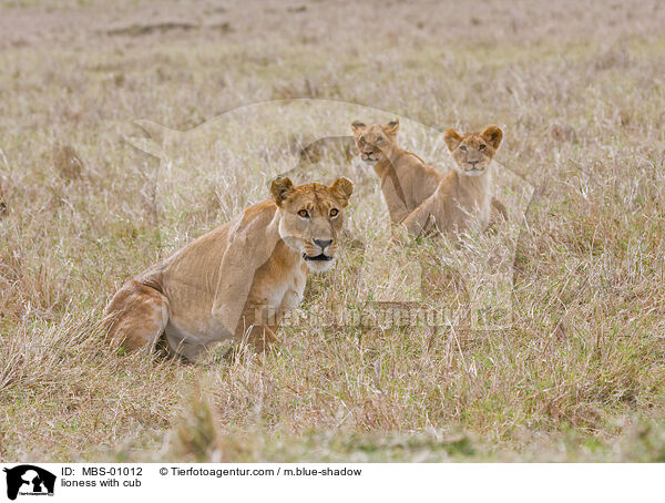 lioness with cub / MBS-01012