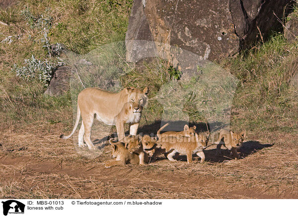 lioness with cub / MBS-01013