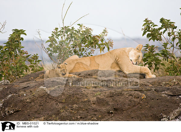 lioness with cub / MBS-01021