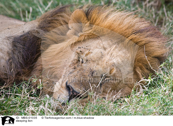 sleeping lion / MBS-01035